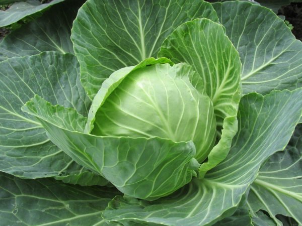 Green-cabbage